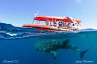 Exmouth Diving, Australie de l'Ouest